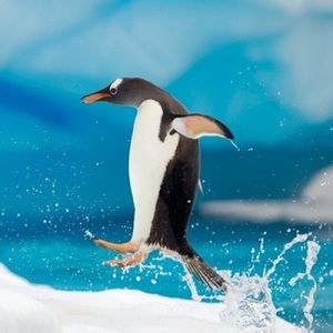 Meet your Posher, Maya